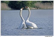 Mute-Swan-mating-6